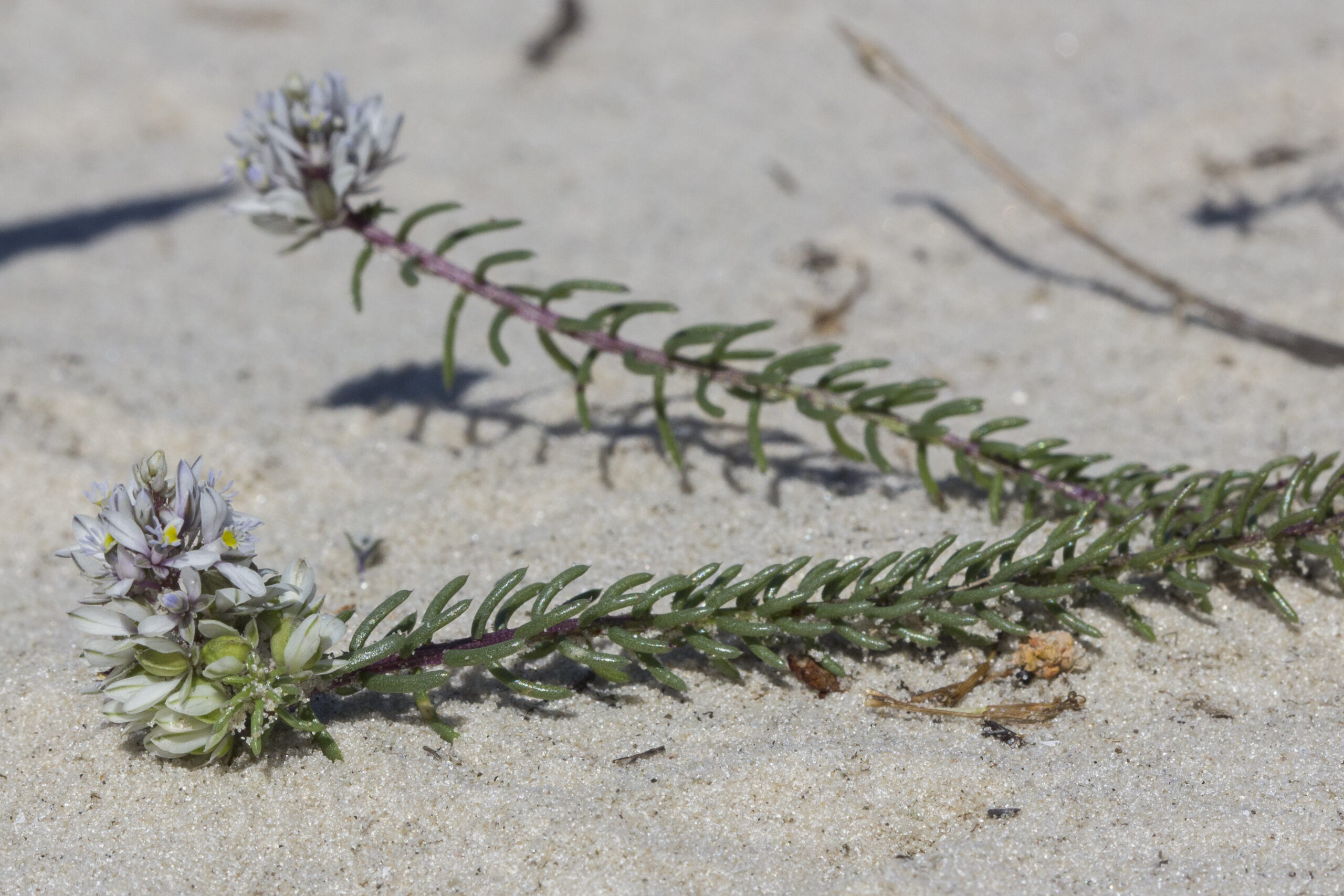 Polygalaceae