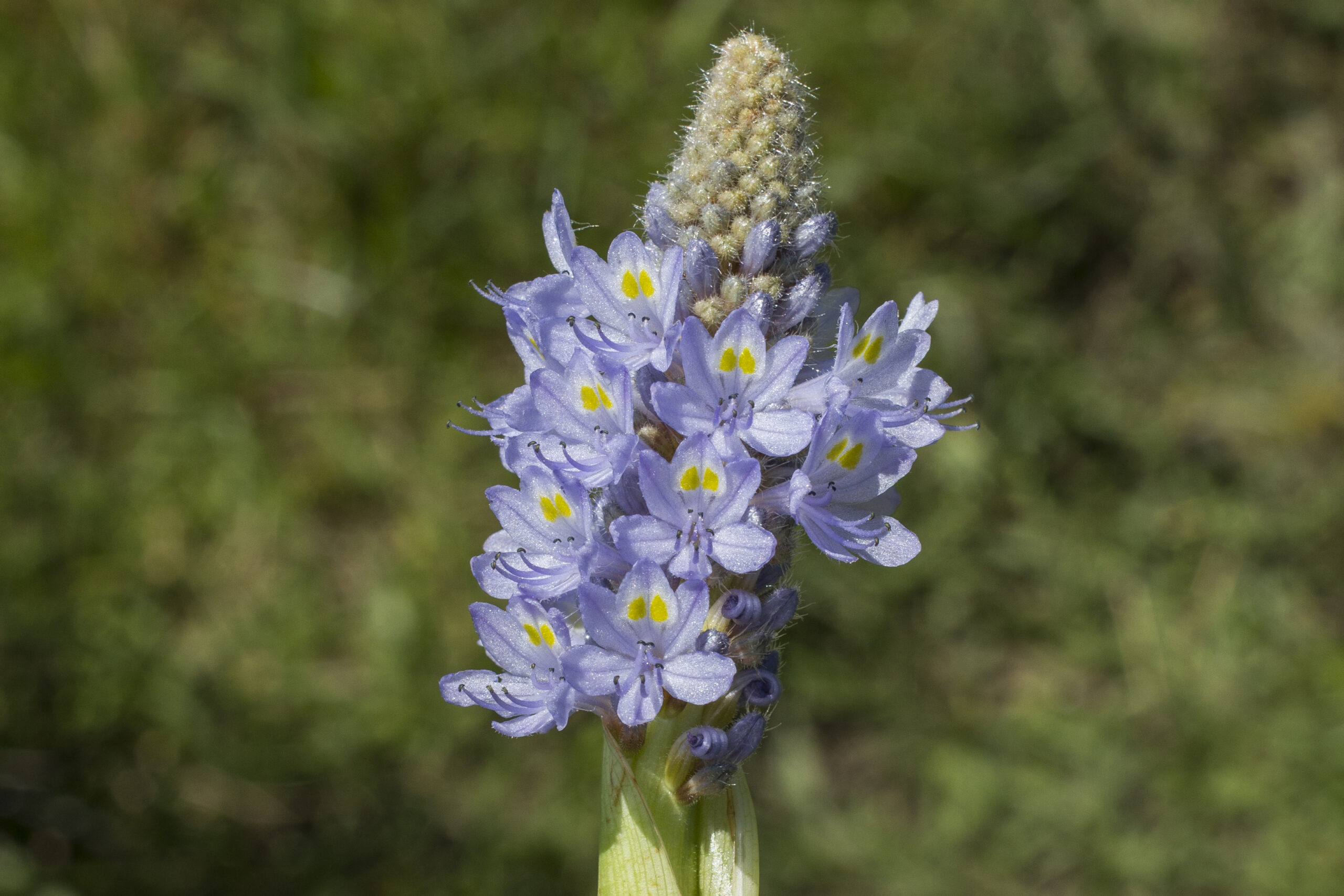 Pontederiaceae