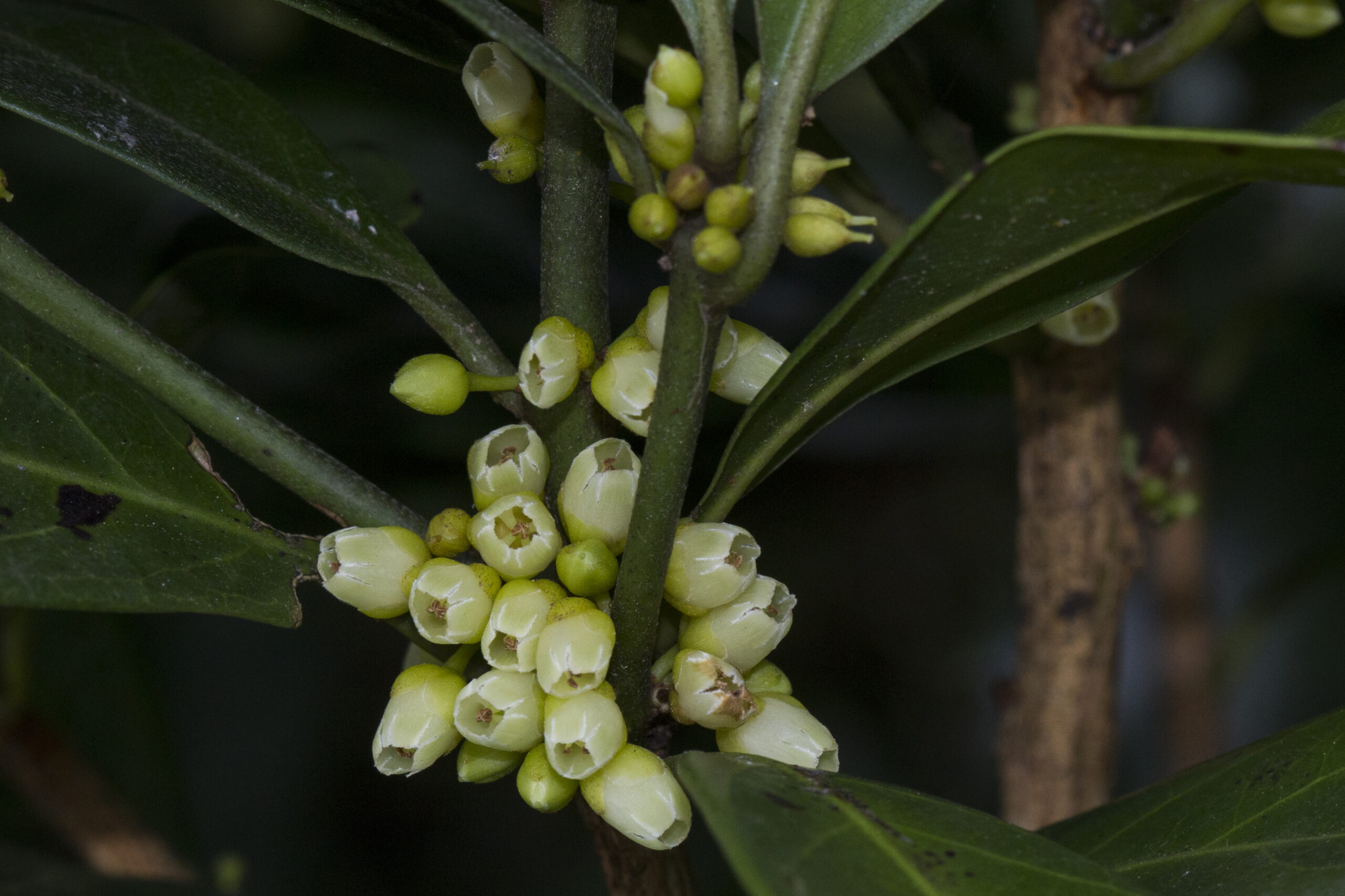 Sapotaceae