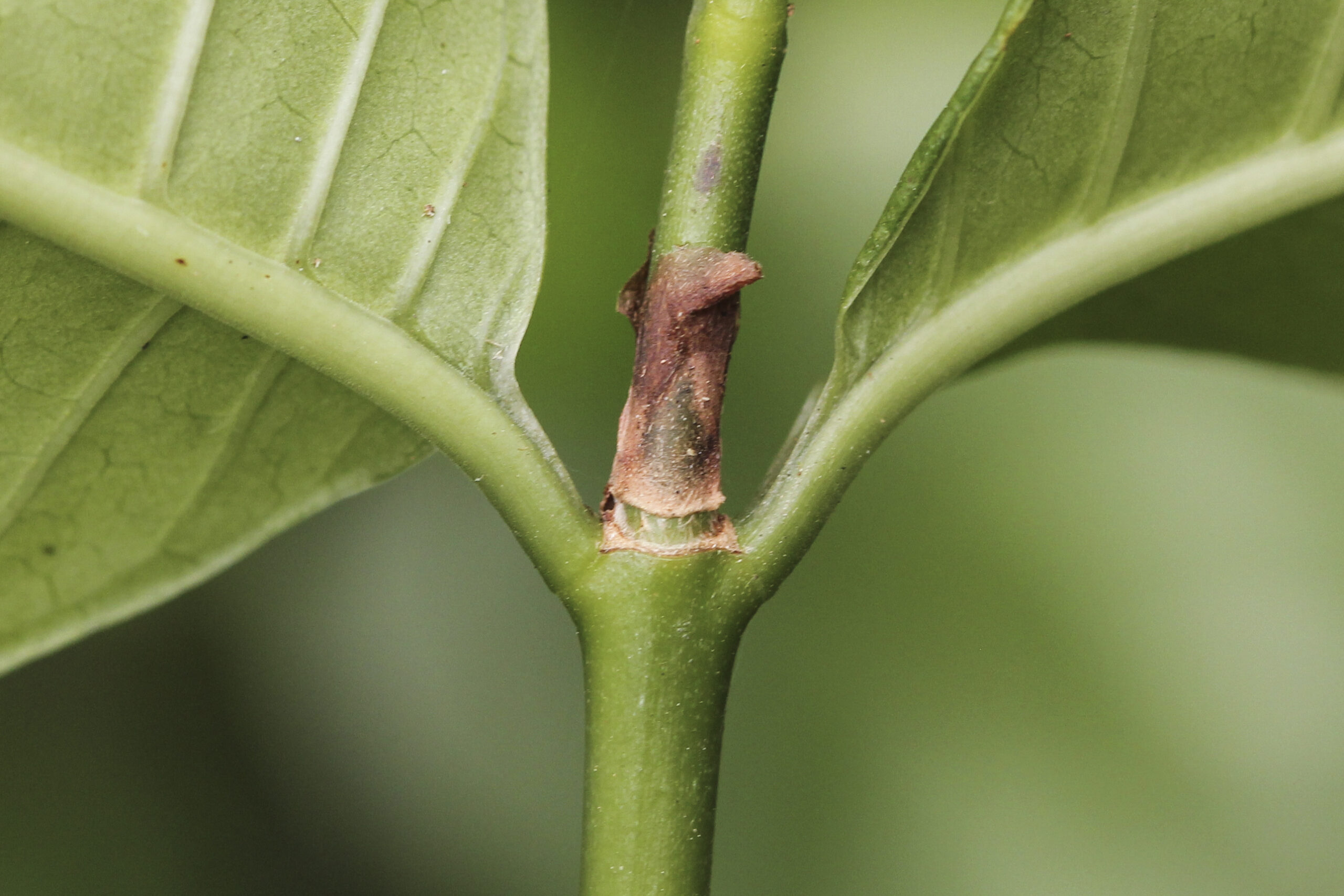 Rubiaceae