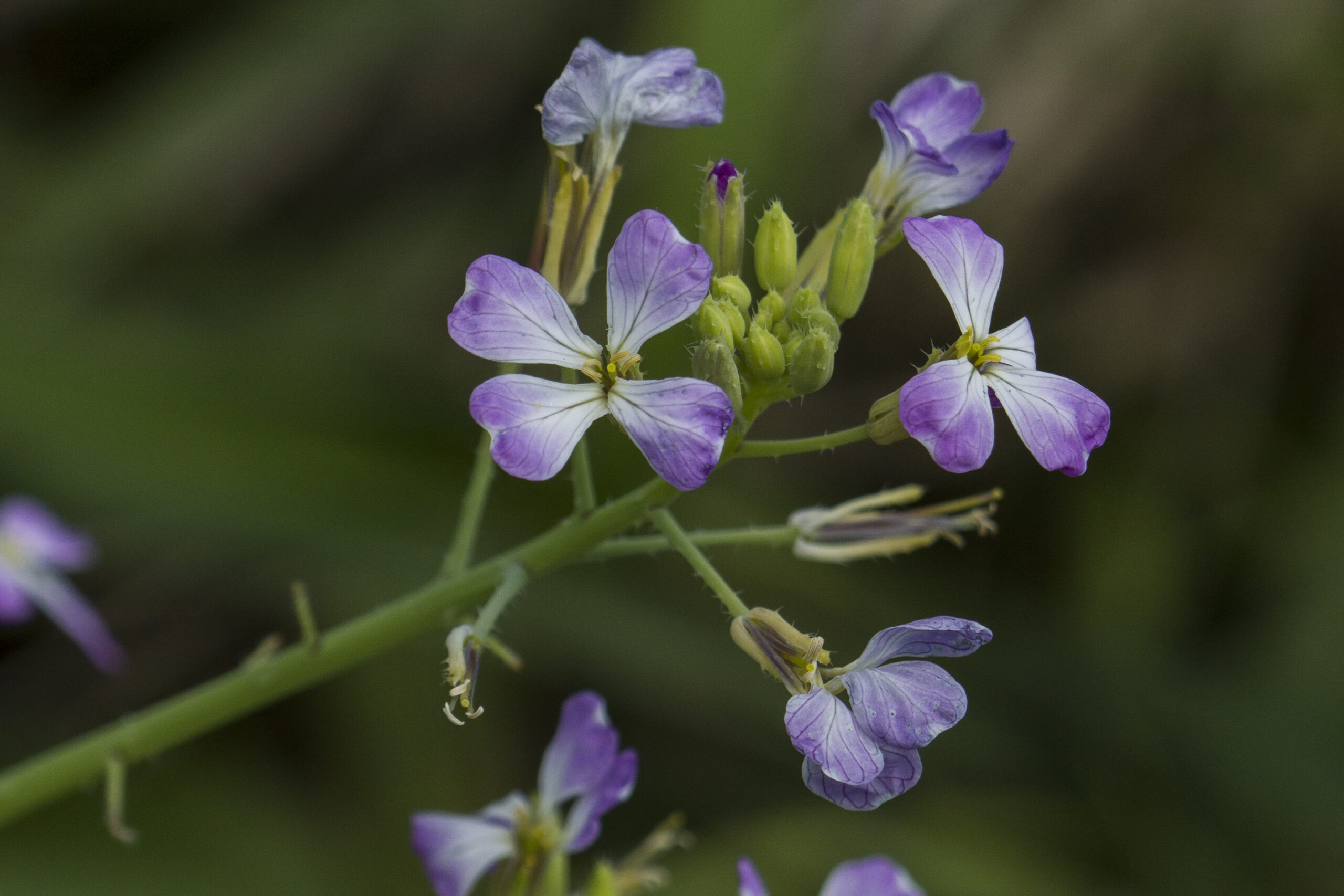 Brassicaceae