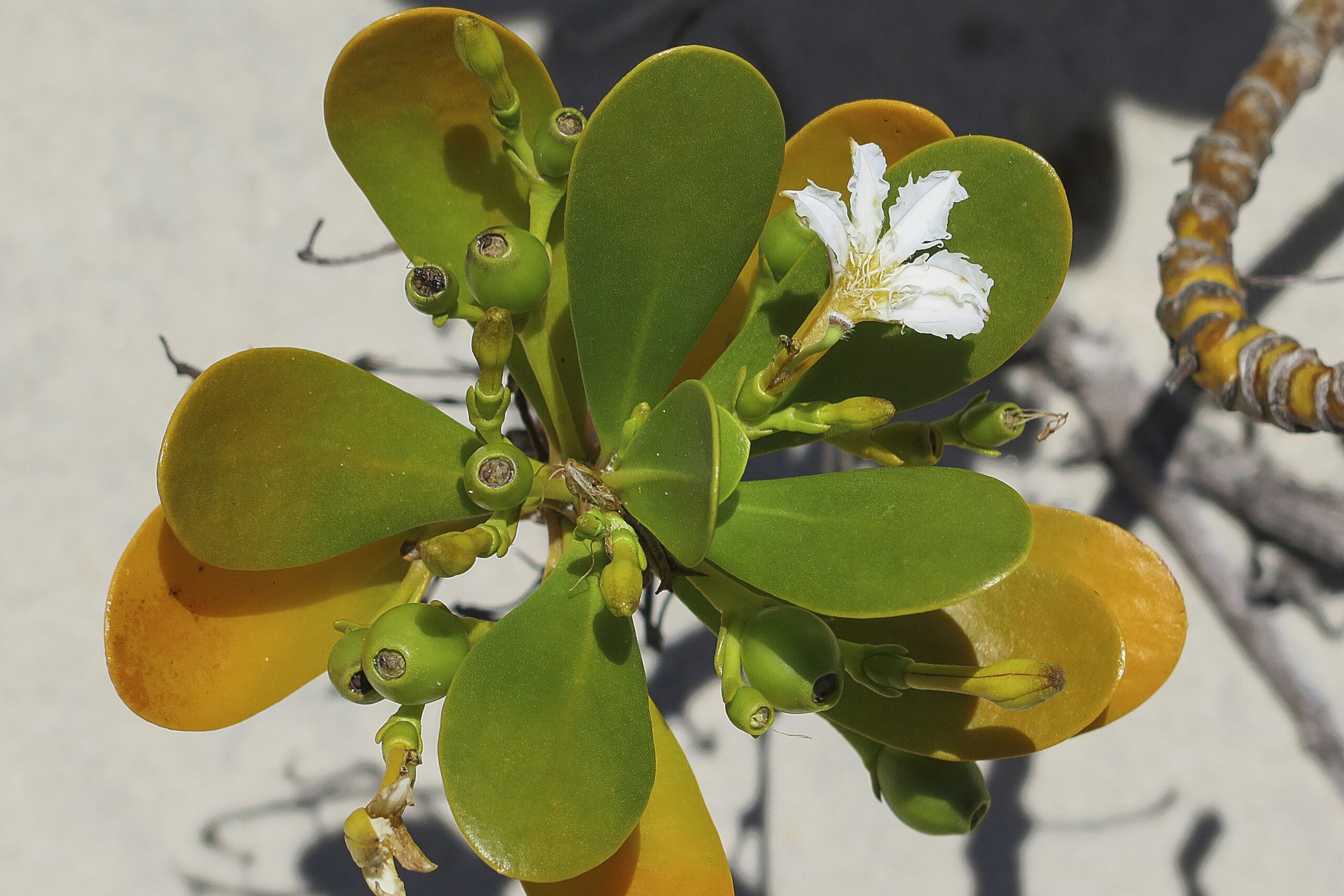 Goodeniaceae