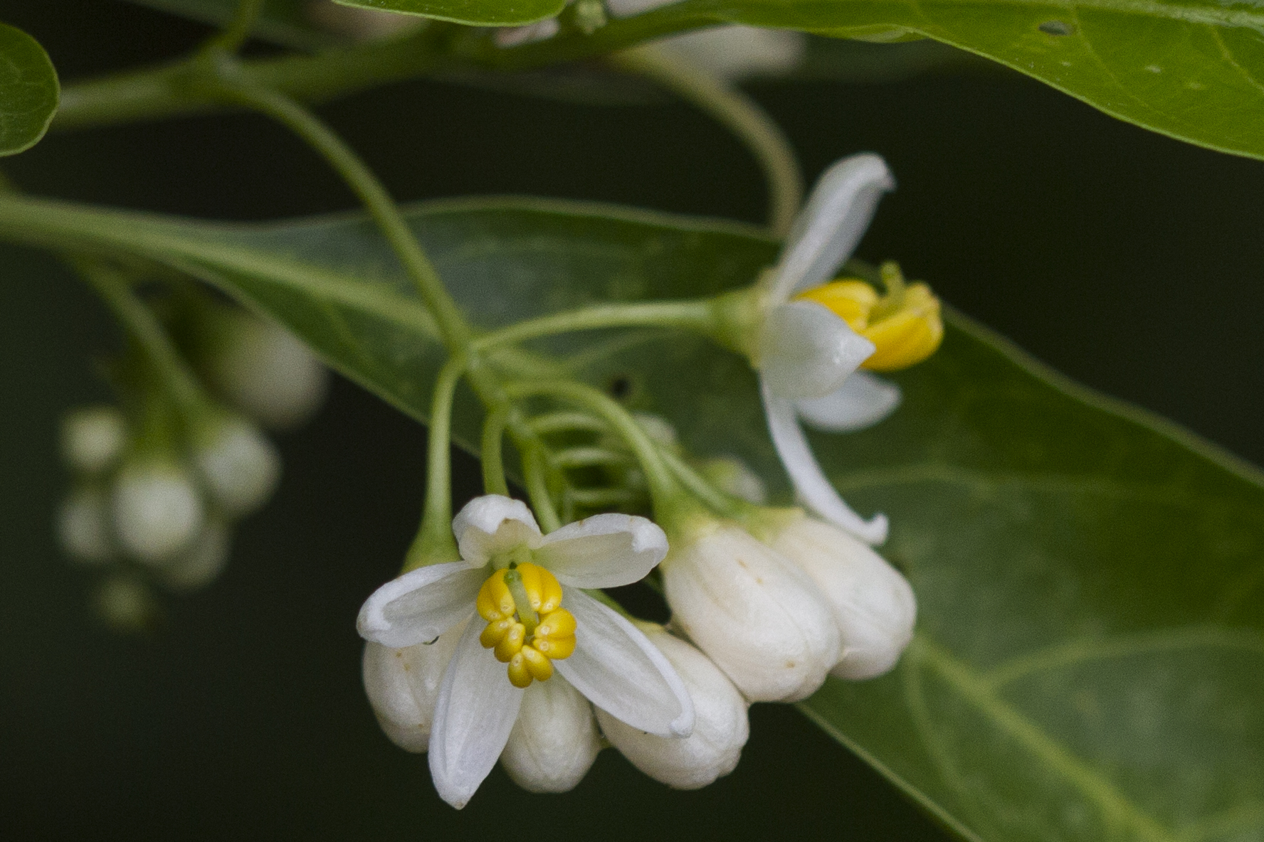 Solanaceae