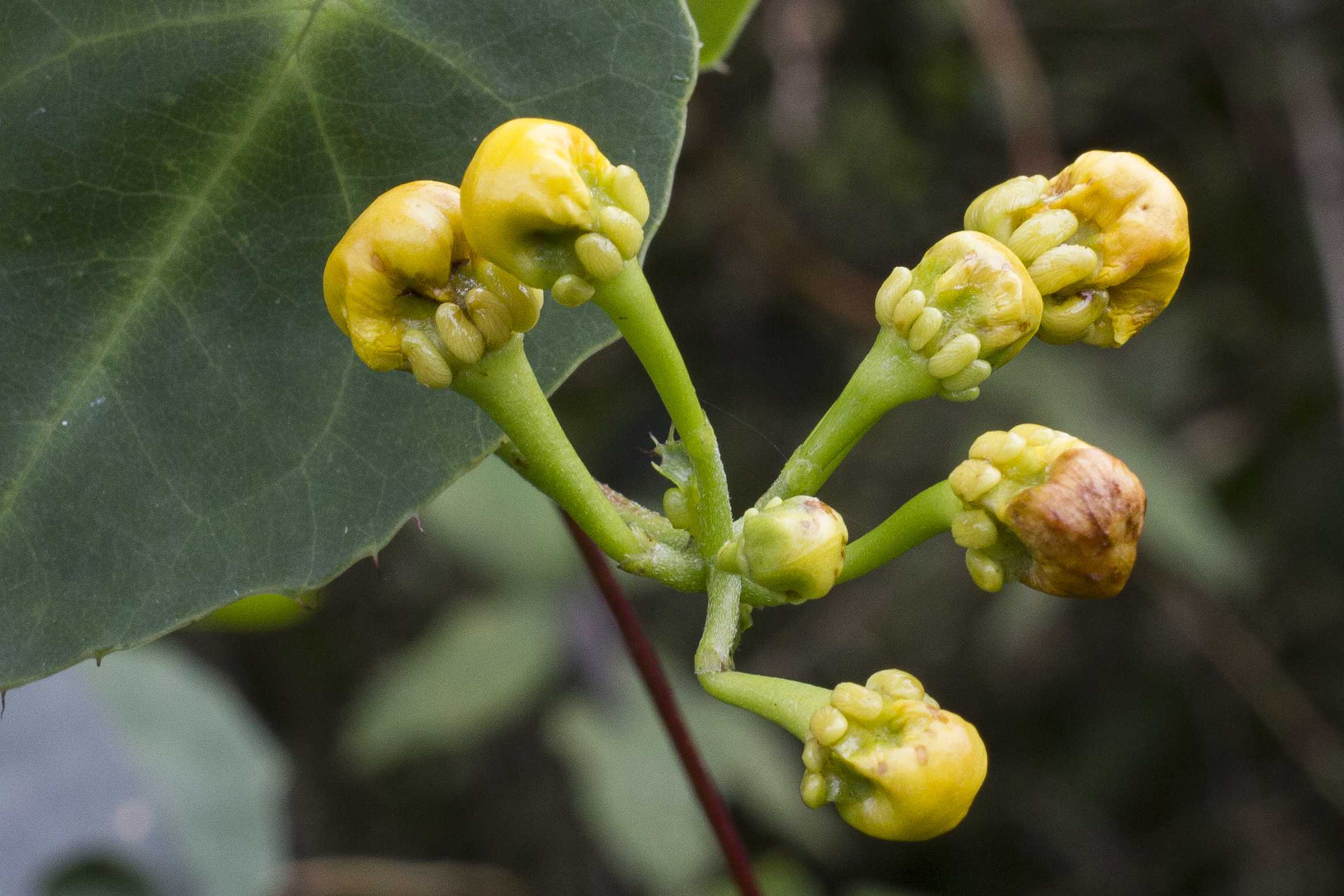 Malpighiaceae