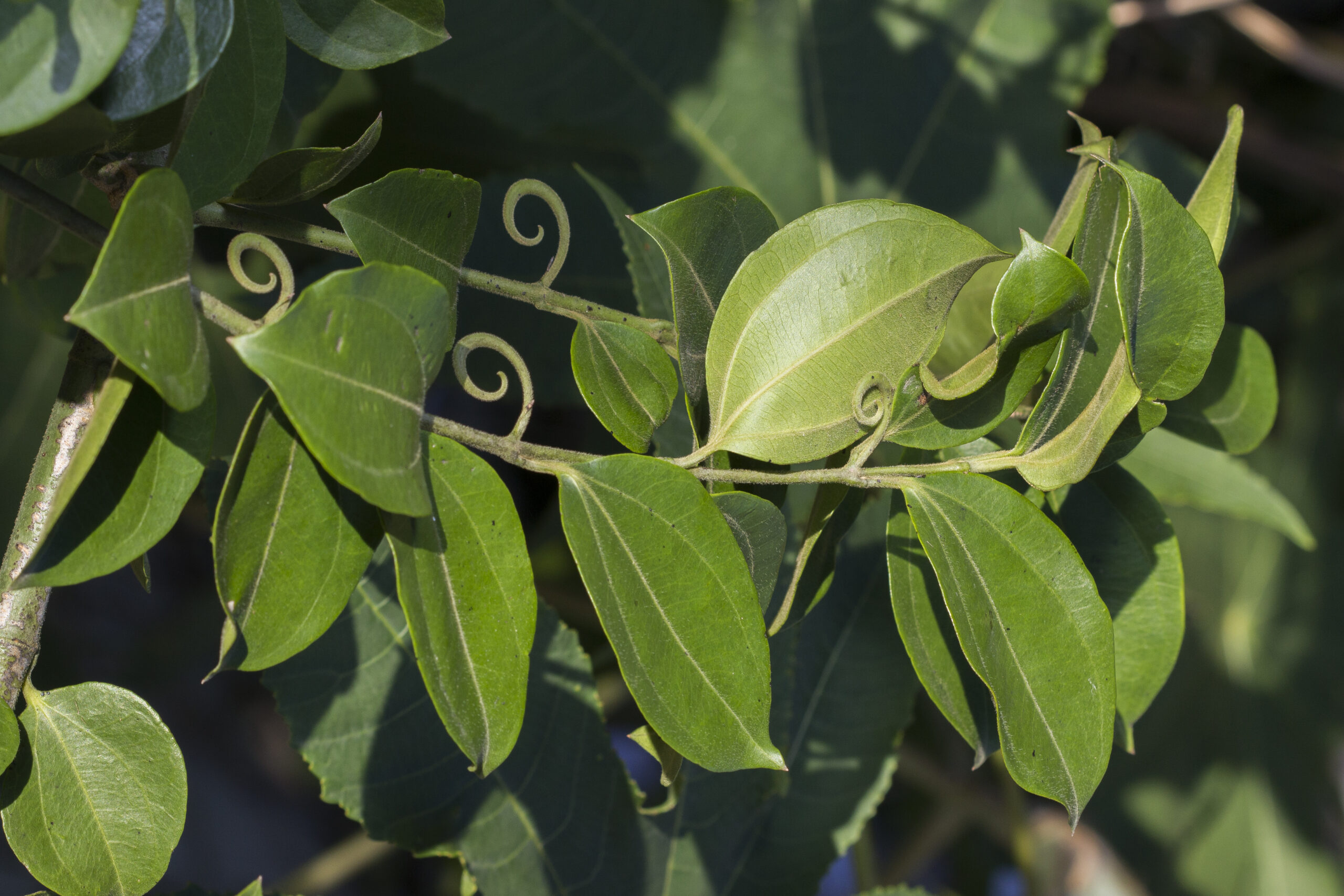 Loganiaceae