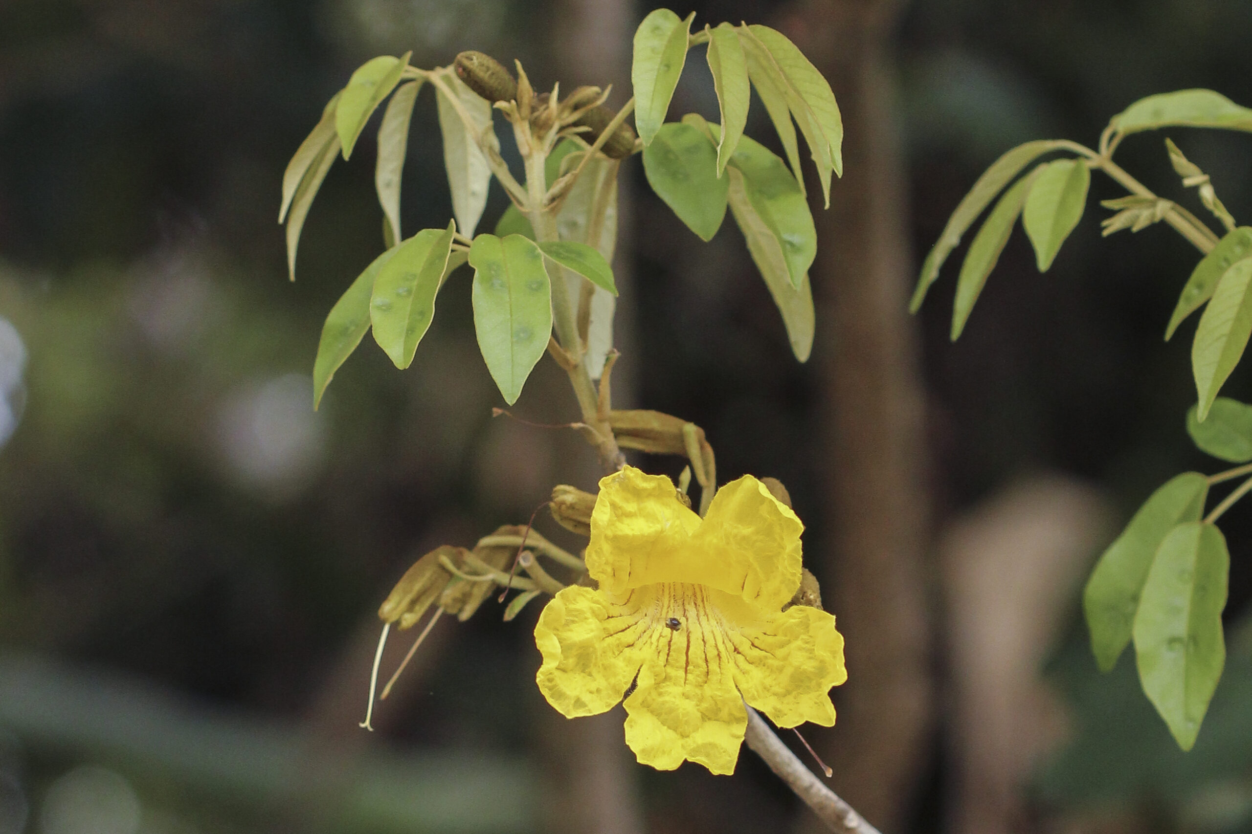 Bignoniaceae