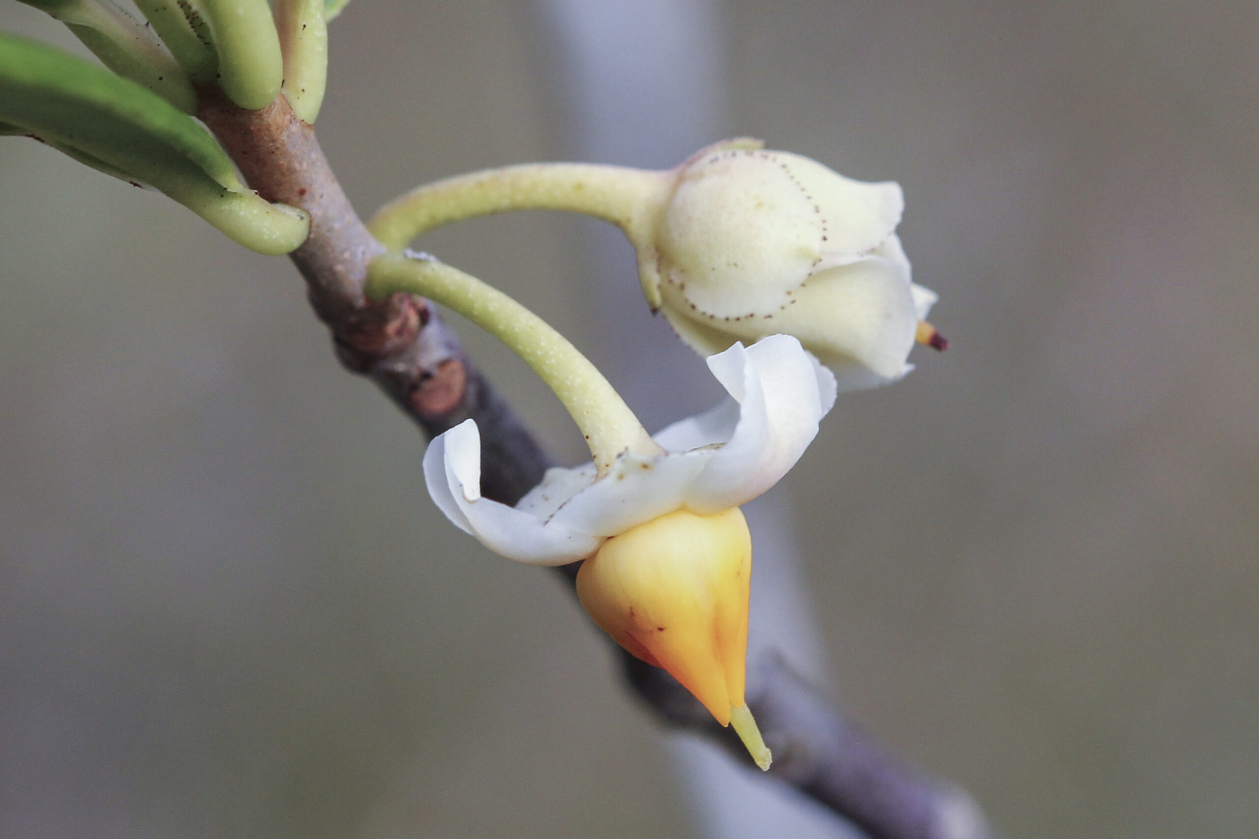 Passifloraceae