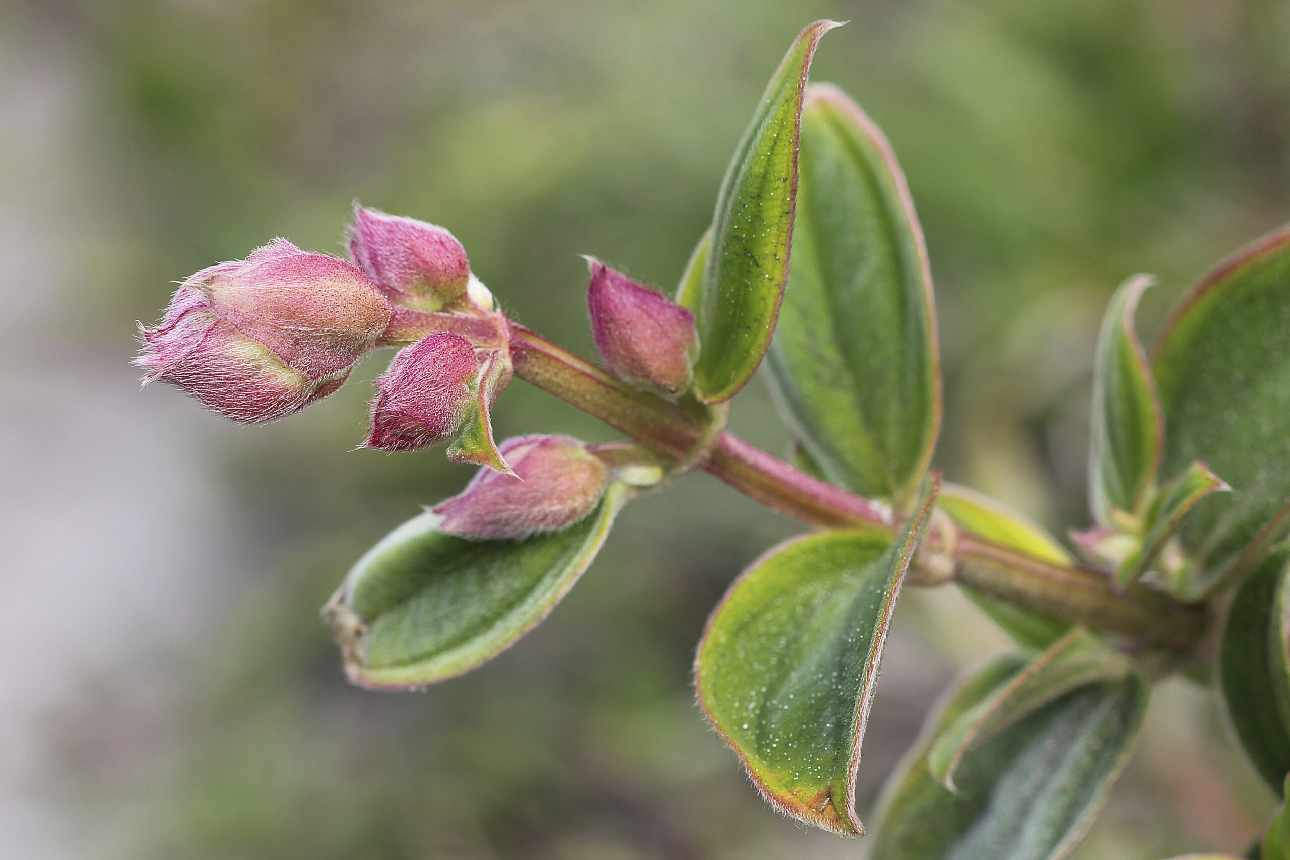 Melastomataceae