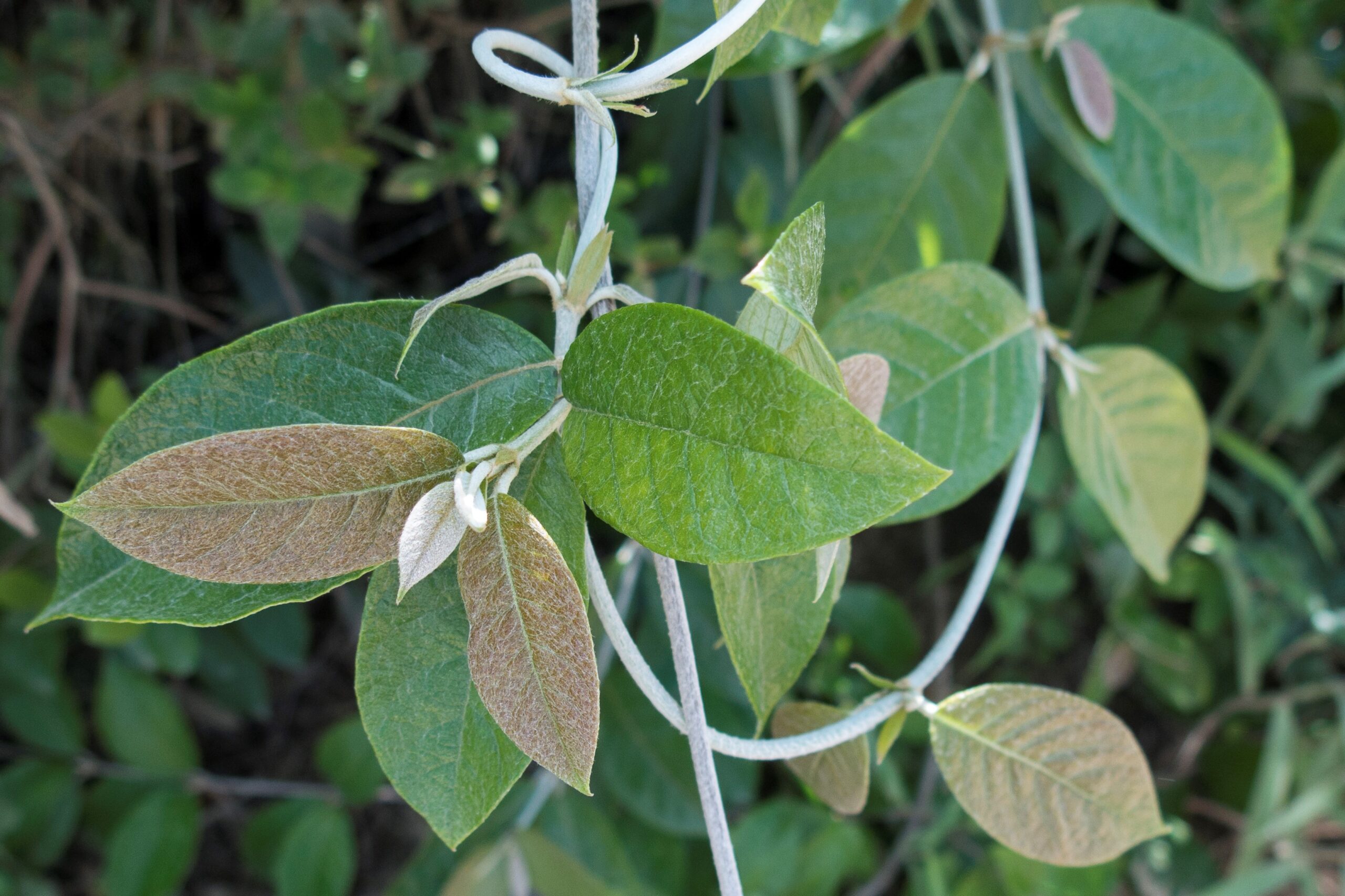 Trigoniaceae