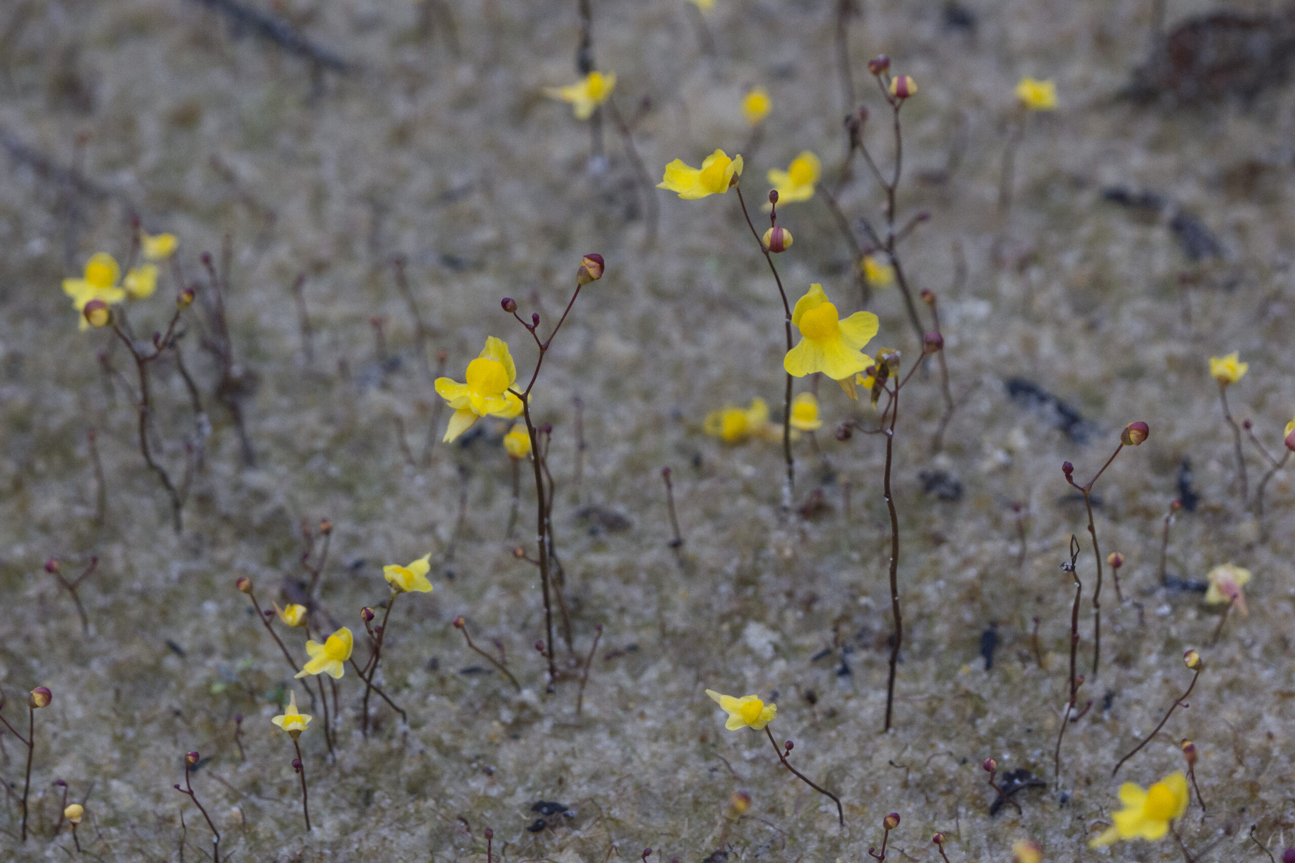 Lentibulariaceae