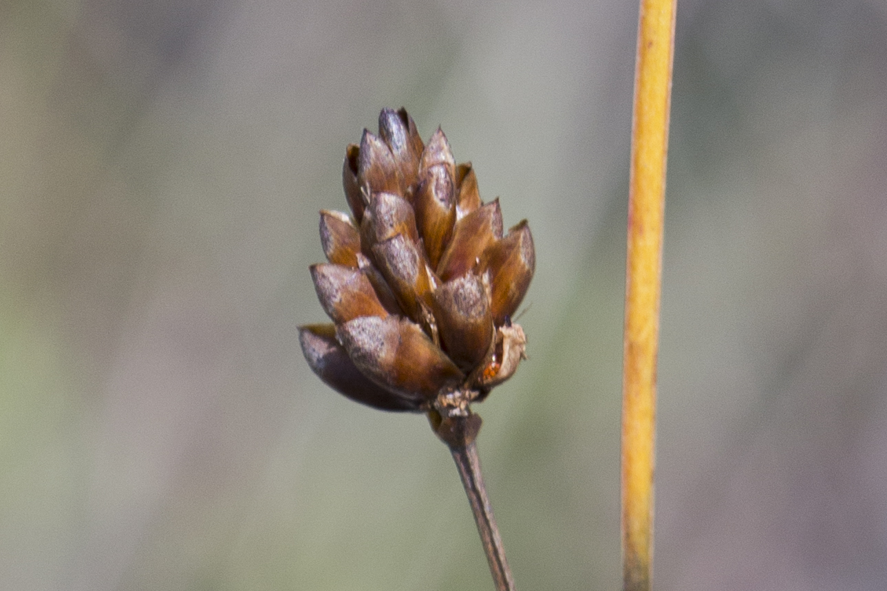 Xyridaceae