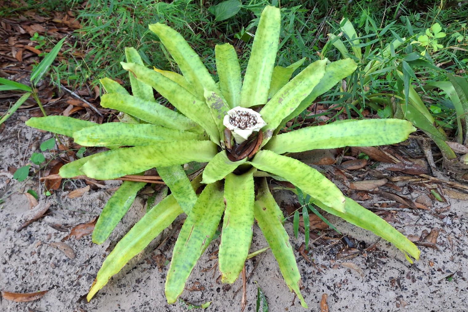 Bromeliaceae