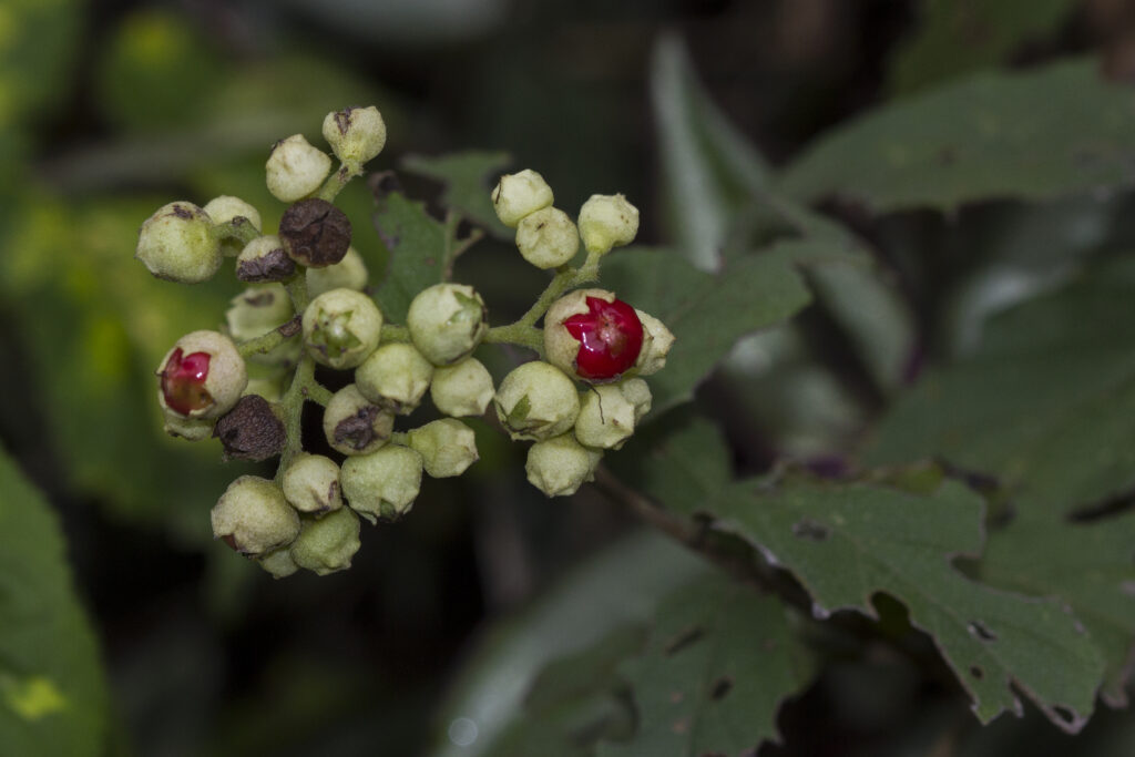 Cordia monosperma (2)-3