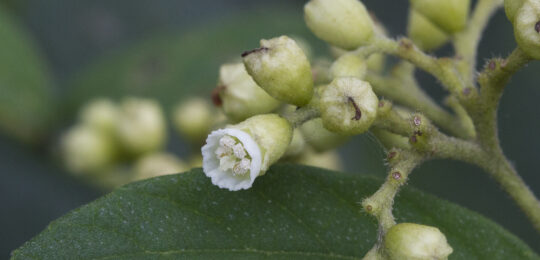 Cordia monosperma (2) Cordia monosperma (2)