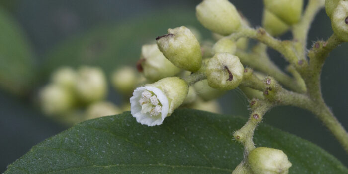 Cordia monosperma (2) Cordia monosperma (2)