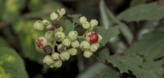Cordia monosperma (4) Cordia monosperma (4)