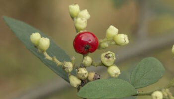 Cordia monosperma (7) Cordia monosperma (7)