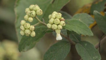 Cordia monosperma (8) Cordia monosperma (8)