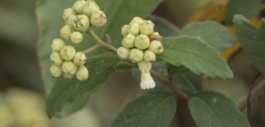 Cordia monosperma (8) Cordia monosperma (8)