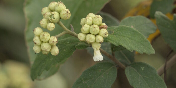 Cordia monosperma (8) Cordia monosperma (8)